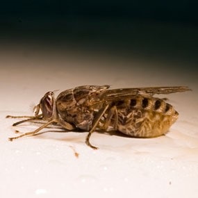 A harapás egy légy, stabil légy, cecelégy (felnőtt vesz) A harapás egy légy, stabil légy, cecelégy