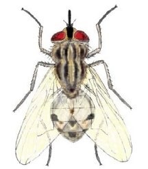 A harapás egy légy, istállólégy, cecelégy (fly) A harapás egy légy, stabil légy, cecelégy