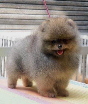 Chihuahua kölyök szemét a víz, a kölyök (vizes) Chihuahua kölyök szemét a víz, a kölyök
