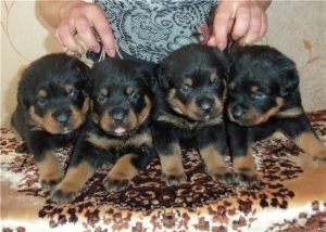 Chihuahua kölyök szemét a víz, a kölyök (szem) Chihuahua kölyök szemét a víz, a kölyök