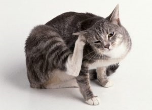 Fülrühösség macskák tünetei és kezelése