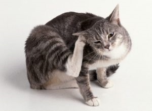 Fül atkák macskáknál tünetek és a kezelés (macskák) Fülrühösség macskák tünetei és kezelése