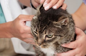 Fülrühösség macskák tünetei és kezelése
