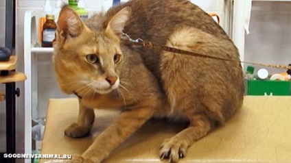 Lásd - ne érintse meg a lakás botanika elmenekült fülű (Lynx) Látod - ne érintse meg a lakás botanika elmenekült fülű lynx