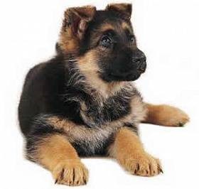 Gondozása egy kiskutya német juhász (Shepherd) Gondozása egy kiskutya német juhász
