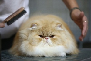 Ápolás macska - bolyhos, otthon, hosszú hajú, fehér