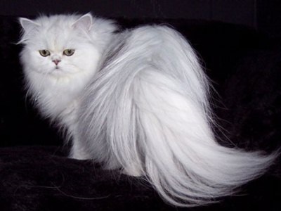 Ápolás macska - bolyhos, otthon, hosszú hajú, fehér