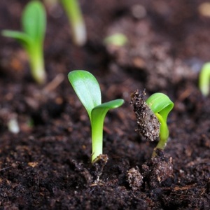 További információ a népszerű talaj összetételét keverékek és azok előállítását