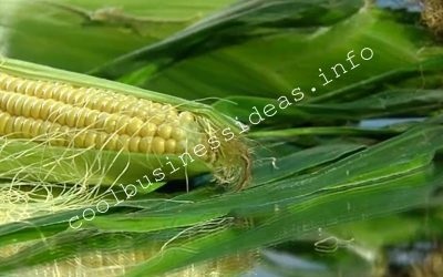 Főtt kukorica - Üzleti terv