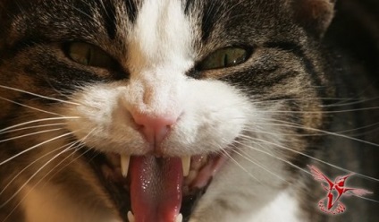 Az otthoni idegen 25 tényeket macskák - hírnököt