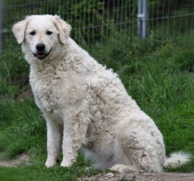 Magyar kuvasz kutya fotó és a természet a fajta