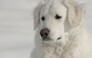 Magyar kuvasz kutya fotó és a természet a fajta