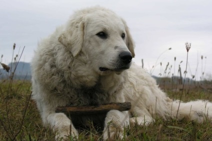 Magyar kuvasz kutya fotó és a természet a fajta