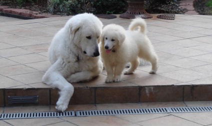 Magyar kuvasz kutya fotó és a természet a fajta