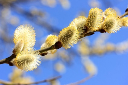 Virágvasárnap hagyományok, jelek és szokások, miért avat fűzfaágak