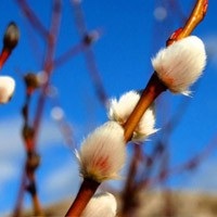 Virágvasárnap hagyományok, jelek és szokások, miért avat fűzfaágak