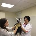 Állatorvosi vet Akadémia (Academy of Veterinary Clinic vet. Komszomol 18) Állatorvosi állatorvos Akadémia