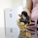 Állatorvosi vet Akadémia (Academy of Veterinary Clinic vet. Komszomol 18) Állatorvosi állatorvos Akadémia