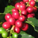 Vietnami kávé Luwak (kopi Luwak) - a legízletesebb és drága (fotó és videó) (Luwak) Vietnami kávé Luwak (kopi Luwak) - a legízletesebb és drága (fotó és videó)