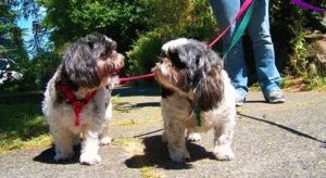 Paddock Shih Tzu felnőtt kutya