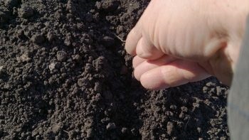 Növekvő török szegfűszeg magvak palánták, telepítése és karbantartása, fajta (szegfűszeg) Növekvő török szegfűszeg magvak palánták ültetése és gondozása, fajták