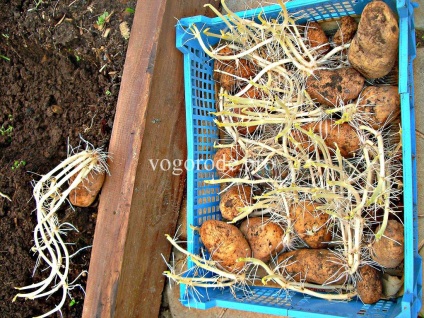 Burgonya termesztés kelbimbó