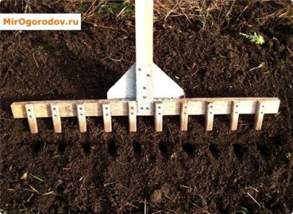 A növekvő sárgarépa titkok produktív ágy (növekvő) A növekvő sárgarépa titkok termékeny vetésnél