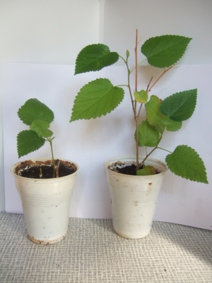 Mulberry termesztés a középső sávban ültetés és gondozás - egy cikk a felhasználó klub obi (telepítési) Mulberry termesztés a középső sávban ültetés és gondozás - egy cikk a felhasználó klub obi