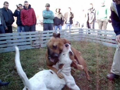 Magyarországon engedélyezett harci kutya - Vállalat