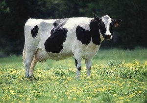 Jellemzői Holstein tehén ára, fotó, vélemények