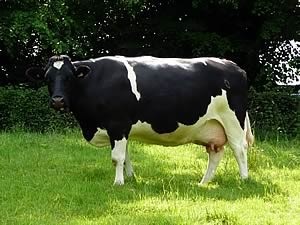 Jellemzői Holstein tehén ára, fotó, vélemények