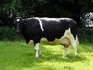 Jellemzői Holstein tehén árak, fotók, vélemények (Holstein) Jellemzői Holstein tehén ára, fotó, vélemények