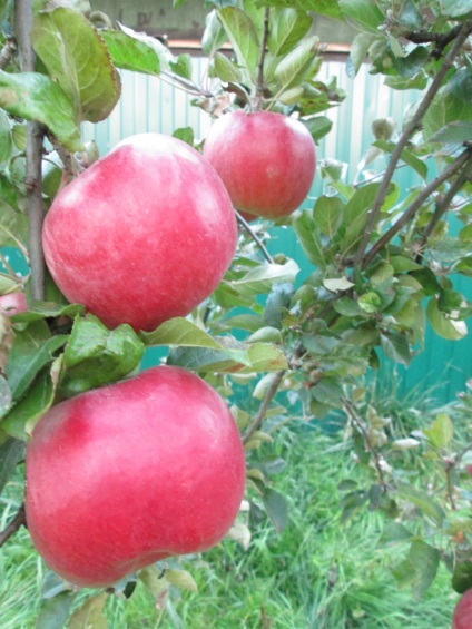 Apple (mezőgazdasági gépek)