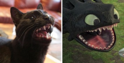 Vicces macskák, ami könnyen összetéveszthető a Bezzubik (27 fotó)