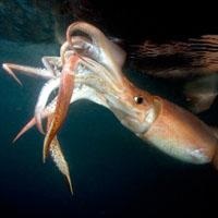 Titokzatos és csendes ... Atlanti-óceán (óceán) Titokzatos és csendes-óceáni ... Atlantic