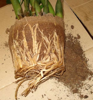 Zamioculcas - kiültetés virág vásárlás után ápolási otthon (videó útmutató) (Zamioculcas transzplantációs virágföld talaj, amikor, miután vásárol idősek otthonában videók feltétel) Zamioculcas - kiültetés virág vásárlás után ápolási otthon (videó útmutató)