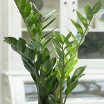 Zamioculcas - kiültetés virág vásárlás után ápolási otthon (videó útmutató) (módosítás) Zamioculcas - kiültetés virág vásárlás után ápolási otthon (videó útmutató)