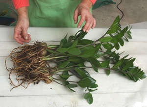 Zamioculcas - kiültetés virág vásárlás után ápolási otthon (videó útmutató) (virág) Zamioculcas - kiültetés virág vásárlás után ápolási otthon (videó útmutató)
