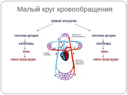 Pangás a kisvérköri és tünetek kezelésére (torlódás) Pangás a kisvérköri tünetek és kezelés