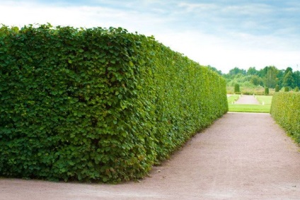 Hedge növényeket, amelyekből meg lehet csinálni