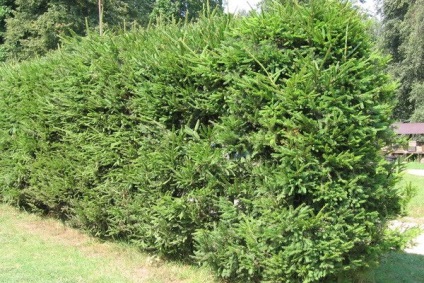 Hedge növényeket, amelyekből meg lehet csinálni