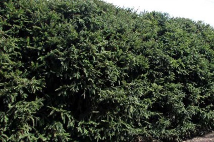 Hedge növényeket, amelyekből meg lehet csinálni