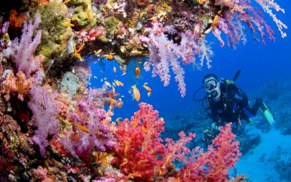 Тварини і рослини індійського океану фото і опис підводних мешканців