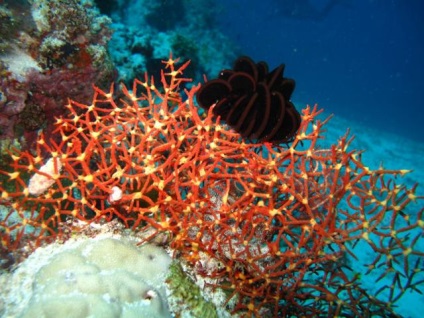 Тварини і рослини індійського океану фото і опис підводних мешканців