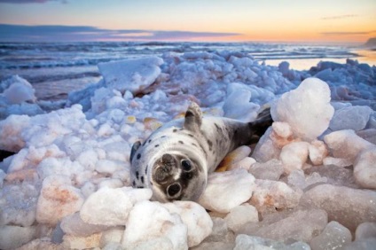 Тварини північного льодовитого океану