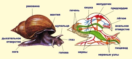 Az érték a kagyló a természetben és az emberi élet (élet) Az érték a kagyló a természetben és az emberi élet