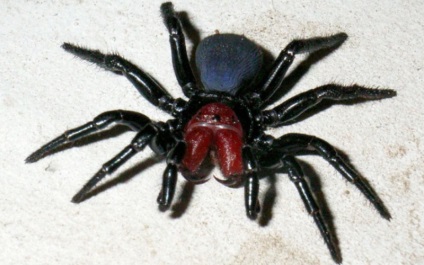 10 Spider, ami igazán kell félni (10 fotó)