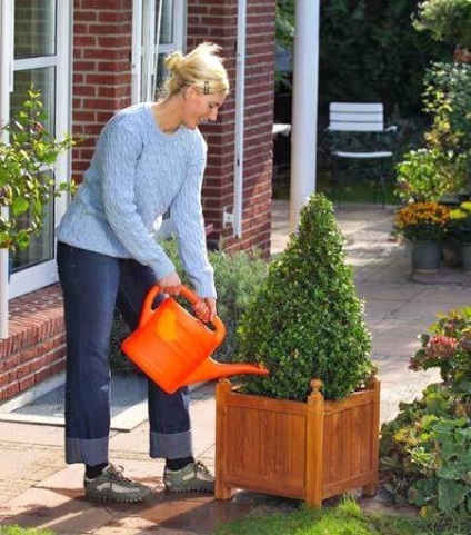 10 tipp a puszpáng ellátás (puszpáng fodrász) 10 tipp a puszpáng ellátás