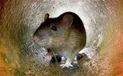 28 Цікавих фактів про щурів