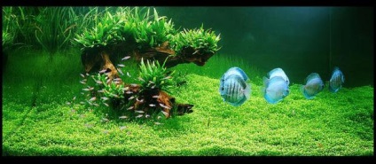 Aquascaping, cikkek (aquascaping) Aquascaping, cikkek